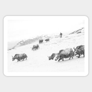 Yaks in the snow Sticker